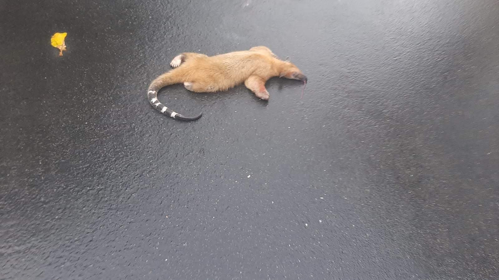 Imagen de WhatsApp 2024-04-28 a las 12.11.27_adc493b0