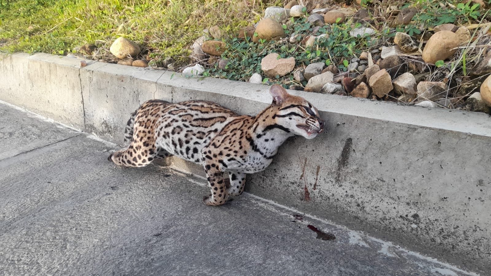 Imagen de WhatsApp 2024-04-28 a las 12.11.37_8955d6b4