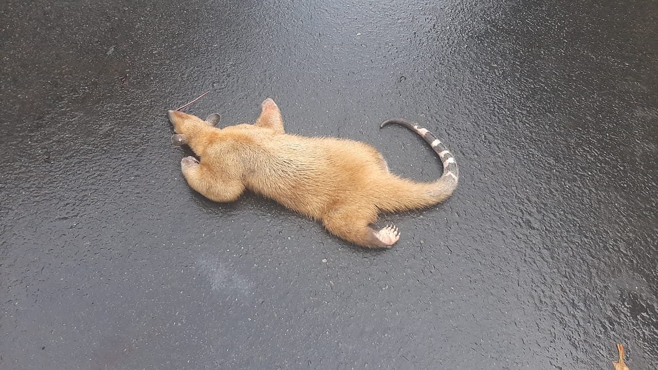 Imagen de WhatsApp 2024-04-30 a las 19.48.34_00389447