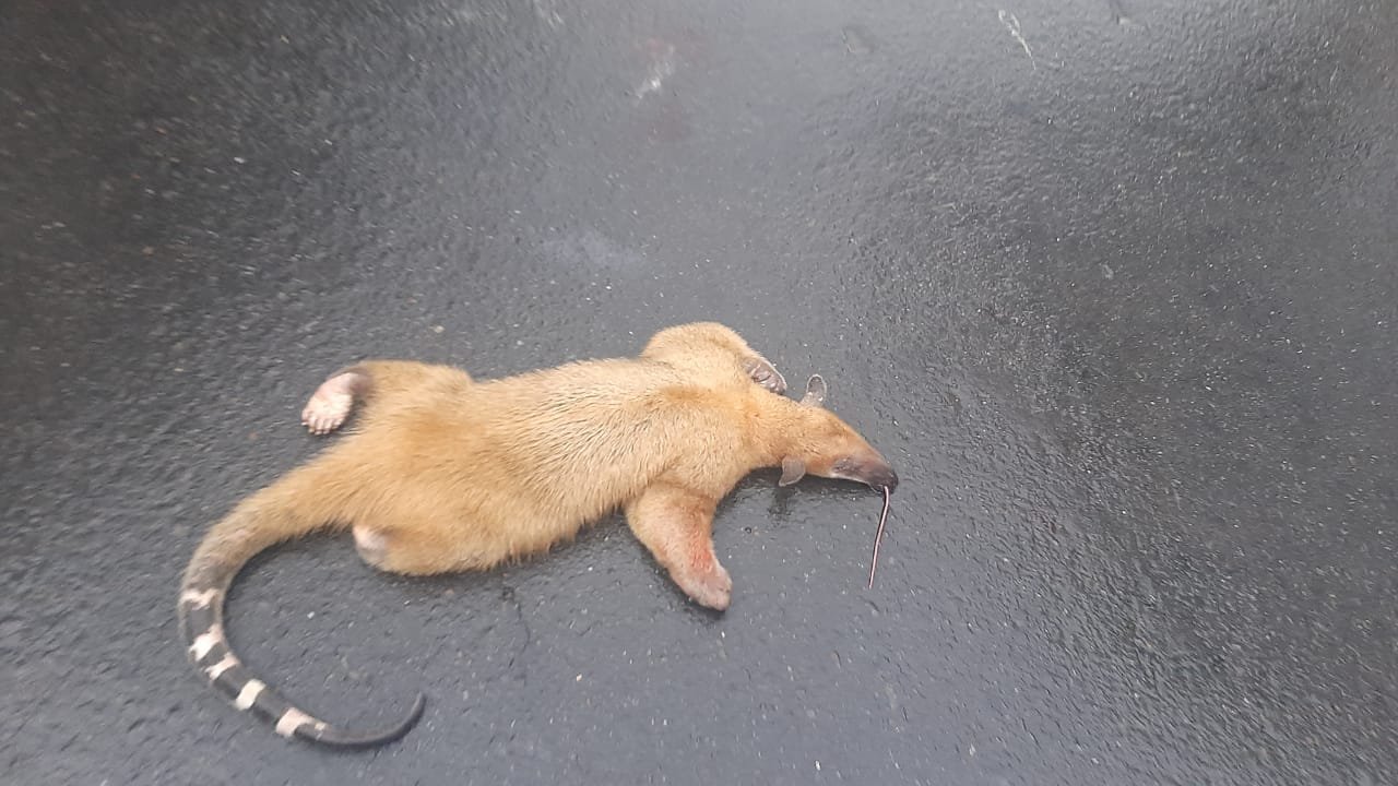 Imagen de WhatsApp 2024-04-30 a las 19.48.36_1085dcec